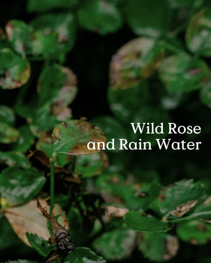 Classic Diffuser Refill Native Rose