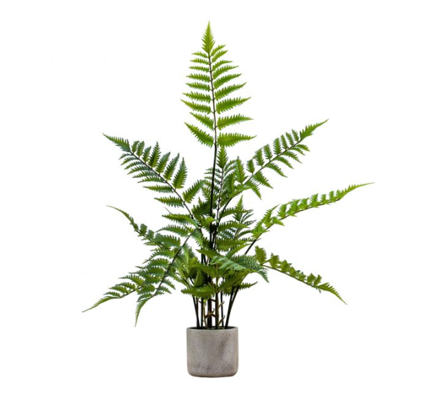 Larger Potted Fern Cement Pot